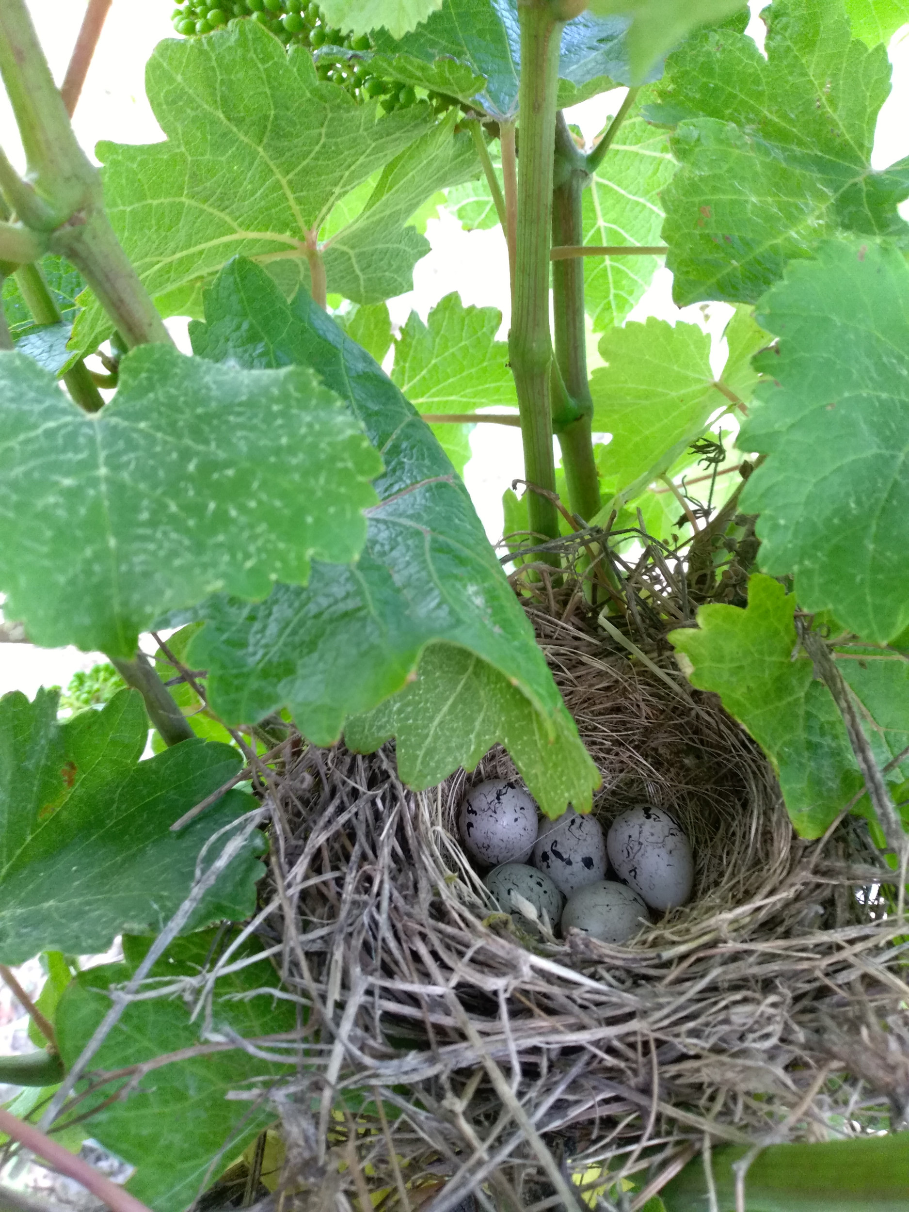 Photo d'un nid d'oiseaux dans un pied de vigne