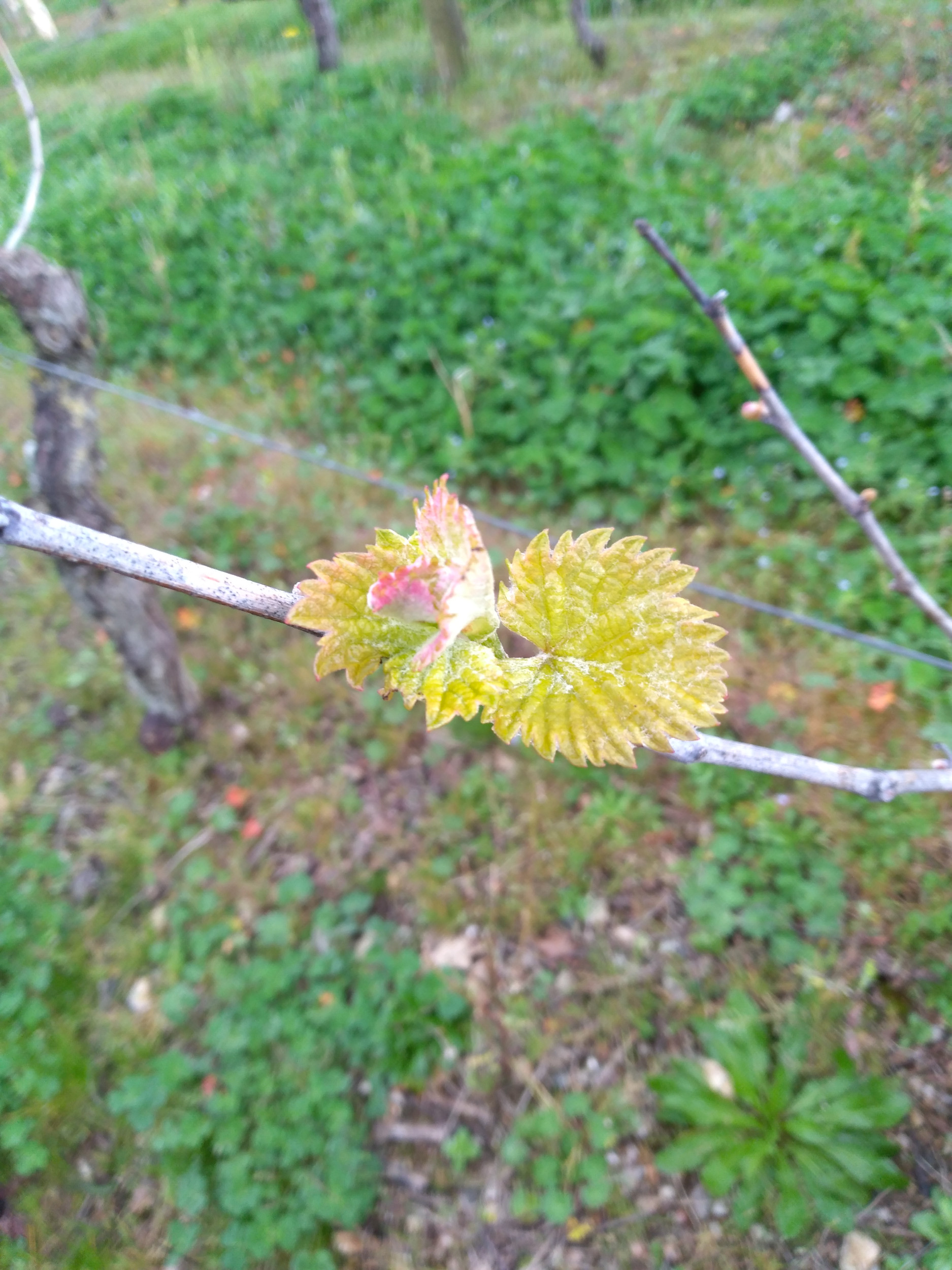 Photo d'une petite feuille de vigne