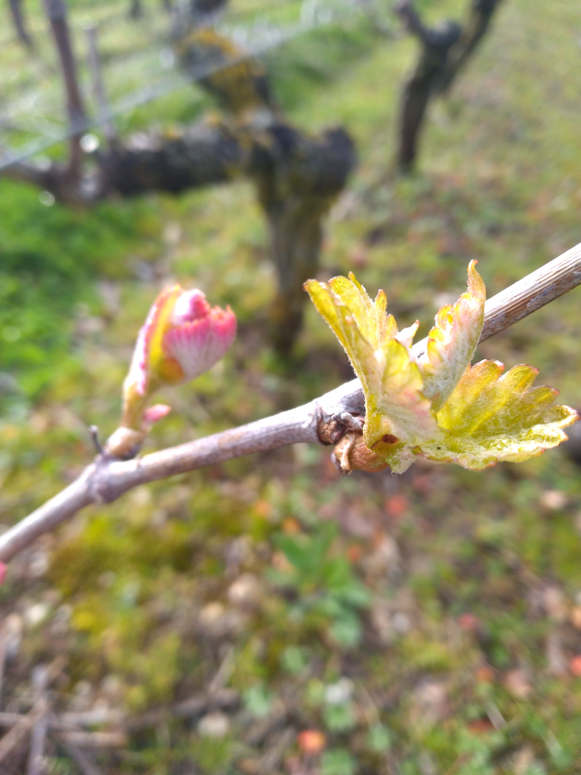 Photo d'une petite feuille de vigne